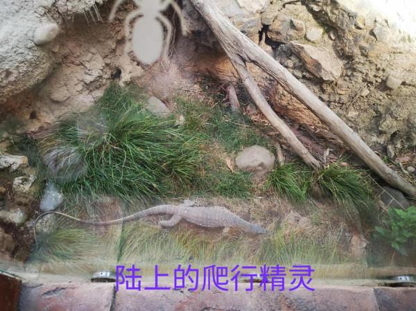 奧克蘭動物園一日遊