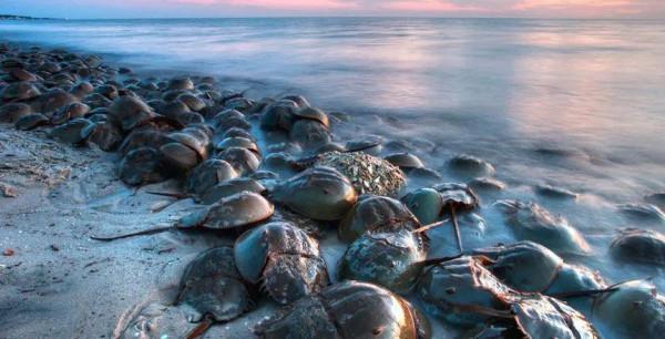 一升10萬元？地球上演化4.8億年之久，鱟的藍色血液到底有何用？