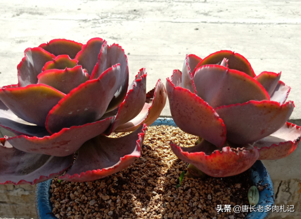 秋天剛種的多肉可以放室外嗎？當然可以，但有4個“不能”要注意