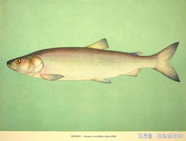 我國永久消失的23種野生動物,僅剩下標本,它們消亡於人類的貪慾 我國永久消失的23種野生動物,僅剩下標本,它們消亡於人類的貪慾