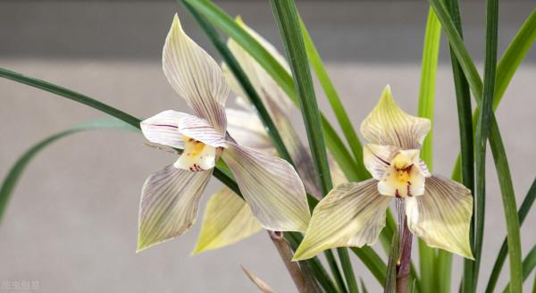 7種花餓了一個夏天,秋天好好補補,才能又美又壯 7種花餓了一個夏天,秋天好好補補,才能又美又壯