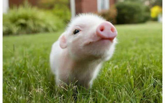 豬的戰鬥力這麼弱，為何至今沒滅絕？豬：且看看我的祖先是誰