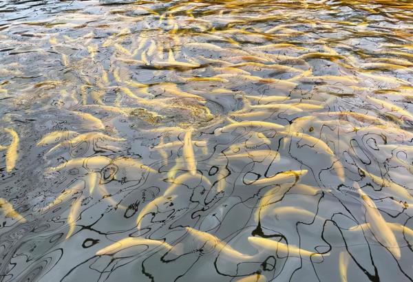 吉林記憶：一盤麻辣豆腐開啟餐飲文化，簡單飯菜卻是最深刻的印象