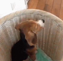 有著大耳朵的比格犬，原來可以這麼可愛