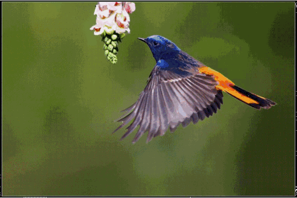 會動的鳥兒圖欣賞