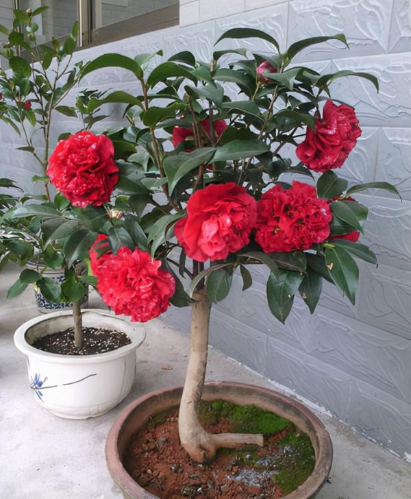 想茶花養的好，記住這點，花開爆盆