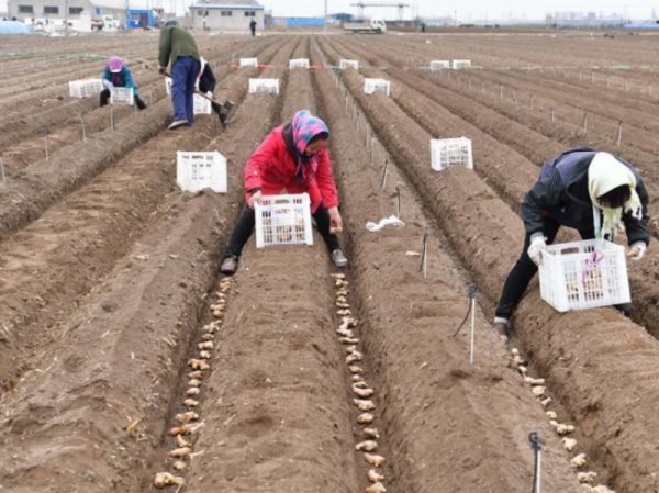 大姜產量高不高?關鍵看播種深度,有經驗的姜農都這樣做 大姜產量高不高?關鍵看播種深度,有經驗的姜農都這樣做