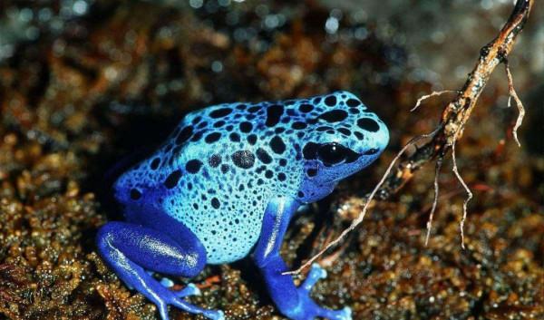 體重6斤多眼睛直徑2.5釐米，世上最大的蛙，蝌蚪跟鵝蛋差不多大