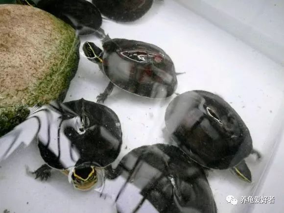 龜從冬眠中甦醒後，餵食還得有原則