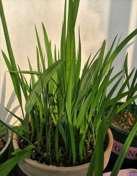 好養如蒜苗的香水花，適合冬天養，八九個顏色輪流開，又美又仙
