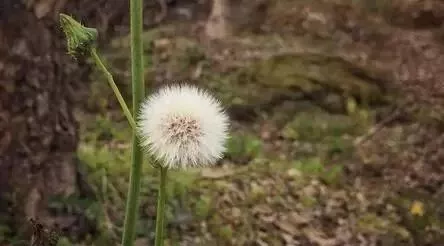 春天吃這4種&quot&semi;不花錢&quot&semi;的菜，比啥補藥都好！可惜很少人知道