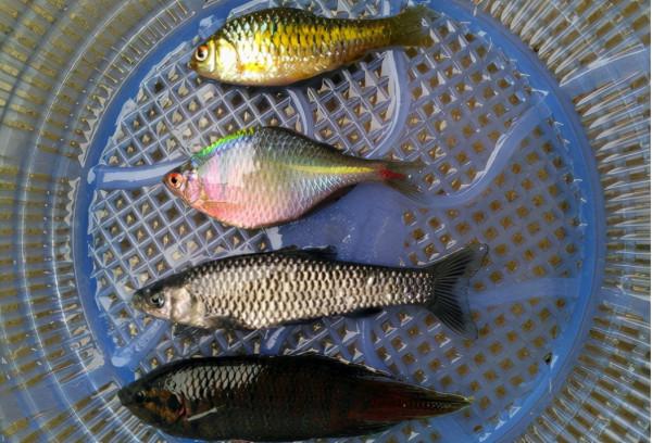 此魚長不大，繁殖離不開河蚌，曾因味苦而被嫌棄，如今10元一條