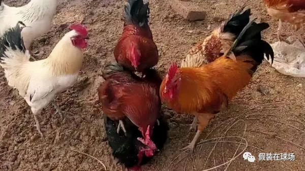 「假裝」洪哥往事之：一座城，一個人，一段初戀