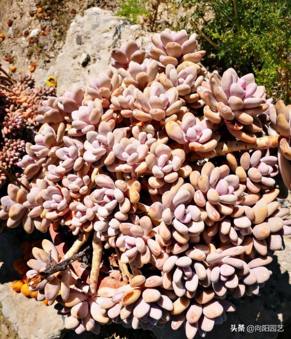 買多肉,不要亂花錢,寧花10塊買1棵,不花10塊買10棵 買多肉,不要亂花錢,寧花10塊買1棵,不花10塊買10棵