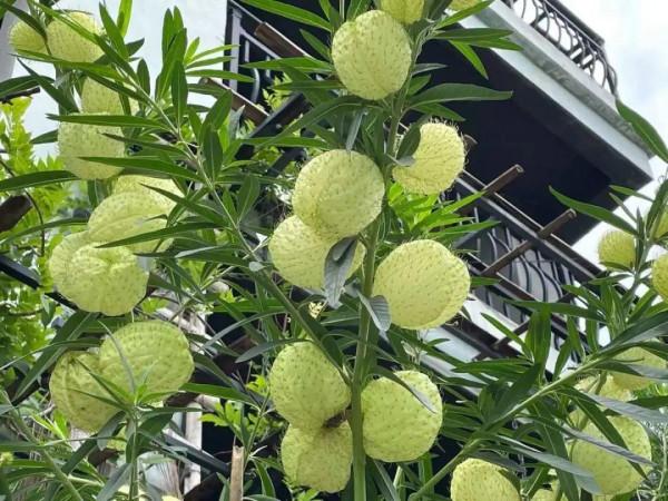 路邊的蒲公英，比拳頭還大，太可愛了