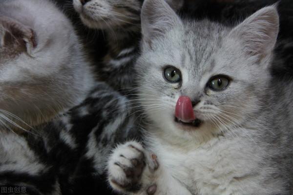 縱然養貓千百種，不養大橘空遺憾 2、和大橘的吻頸之交