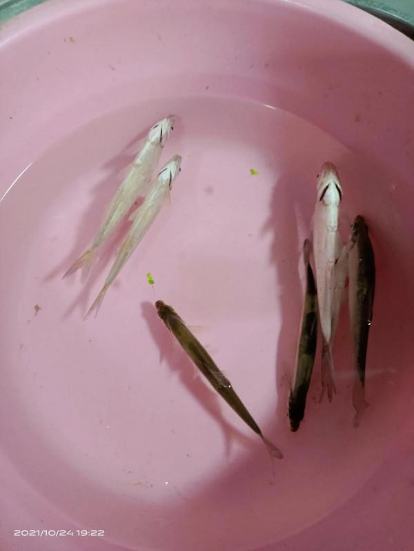 難得今天這麼好的天氣，為什麼才這點魚獲呢……