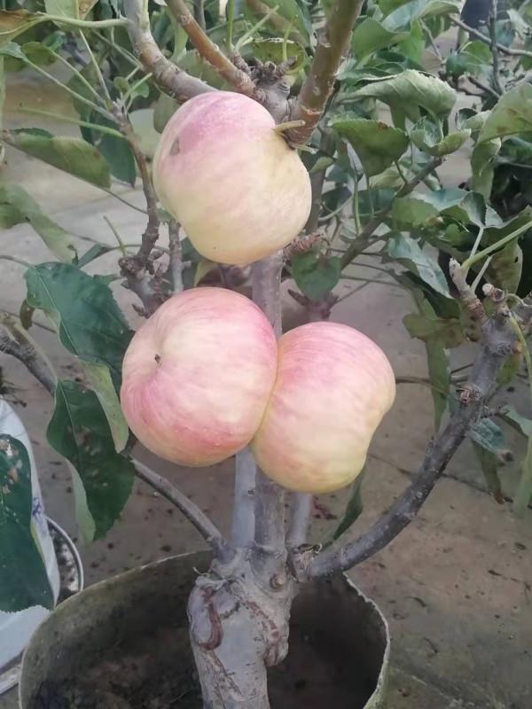 盆栽超矮化蘋果樹碩果累累