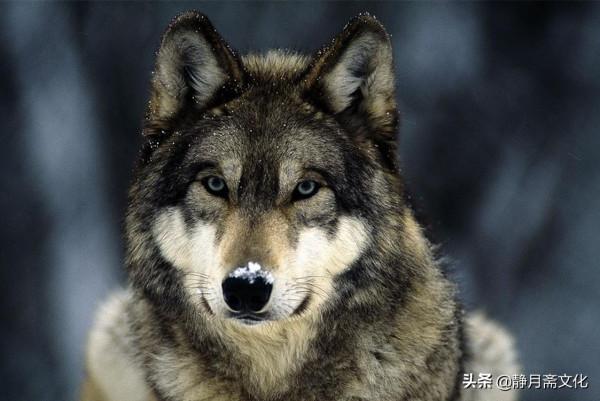 民間故事：秀才山中遇狼妖，為保命帶回家，狼妖卻對妻子動邪念