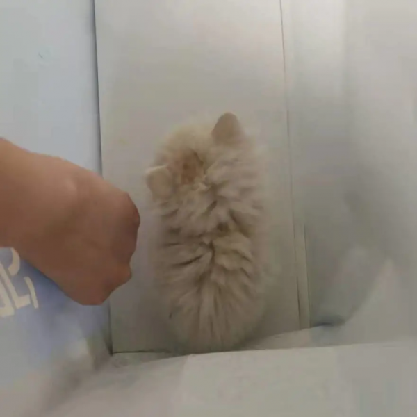 找領養&;新成員 | 你好呀,鏟屎官 找領養&;新成員 | 你好呀,鏟屎官