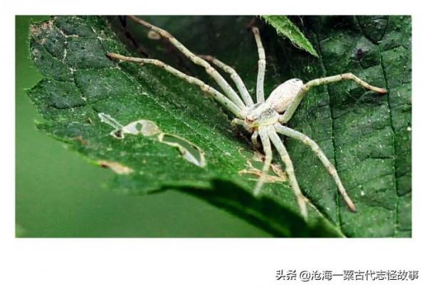 古代志怪故事：鄭信遇紅白蜘蛛精