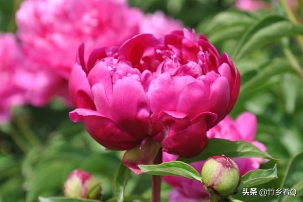 漂亮的芍藥花欣賞