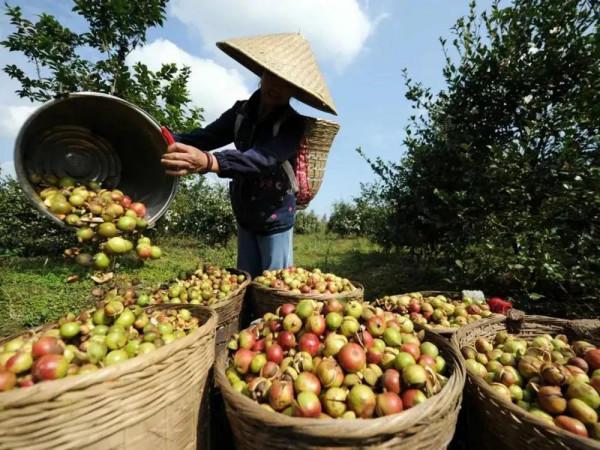 不長記性！為了賣錢提前採摘，品質價格慘跌，農民：又虧本了