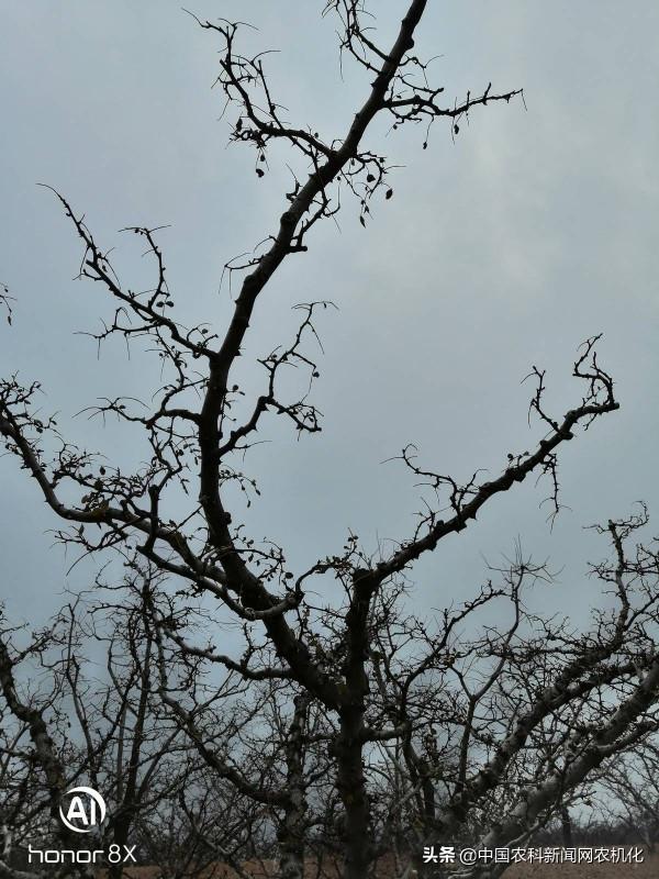 花椒樹管理連續劇十一｜盛產期花椒樹修剪知識&OpenCurlyDoubleQuote;三不過中&rdquo;