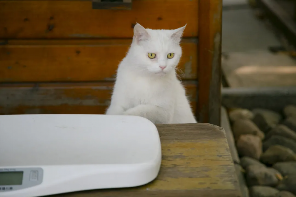 秋膘貼得好不好,體重秤上見分曉 秋膘貼得好不好,體重秤上見分曉