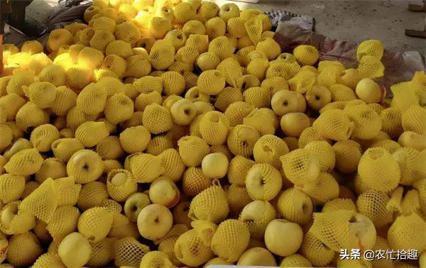 採收期被&OpenCurlyDoubleQuote;推遲&rdquo;，收購價跌破2元，有果農改顏色賣，價格翻數倍