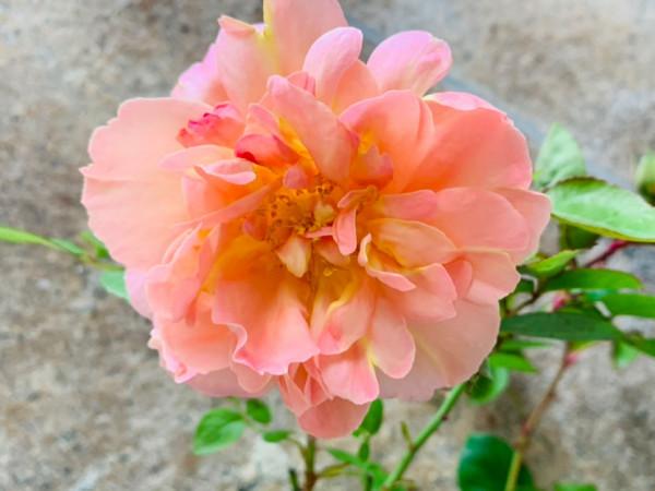 冬季給月季剪一刀，來年筍芽長更多，花苞呼呼冒