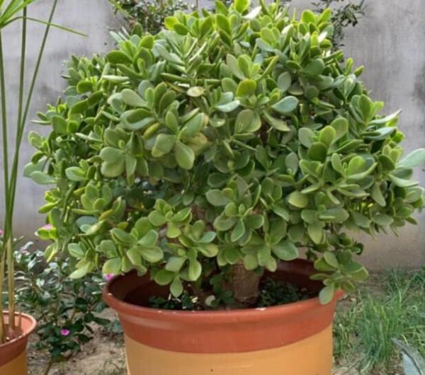 6種花“喝水少”，不用澆太勤，漂亮還好養