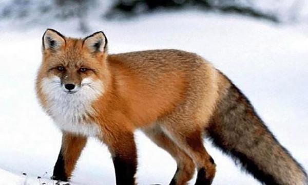 真相原來如此：揭秘農村“五家仙”最為真實的一面，以及由來