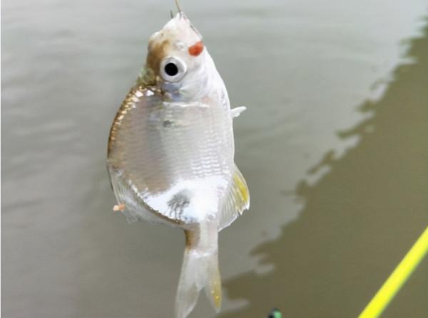 為啥釣魚人大多不喜歡吃魚,看完這幾個原因就知道為什麼了 為啥釣魚人大多不喜歡吃魚,看完這幾個原因就知道為什麼了