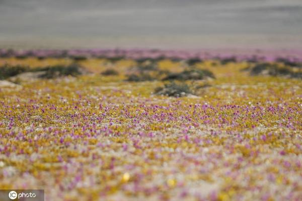 智利阿塔卡馬沙漠大片鮮花罕見盛開