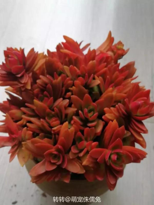 玫瑰火祭群生太美了