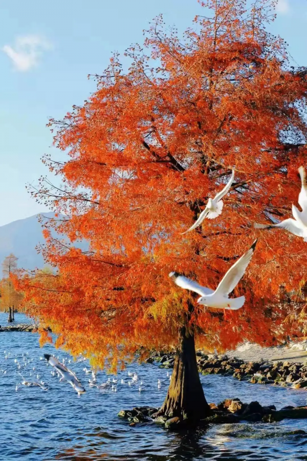 冬天的洱海生態廊道,美出新高度 冬天的洱海生態廊道,美出新高度