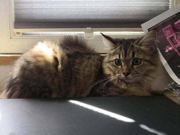 三貓記 2 二胎政策就是好，送我一隻大肥貓