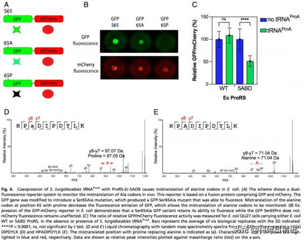 PNAS丨犯錯保命!揭秘細菌逃避宿主免疫反應“追殺”的機制 PNAS丨犯錯保命!揭秘細菌逃避宿主免疫反應“追殺”的機制