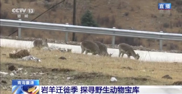 野生動物頻繁現身林場！看岩羊遷徙季下的天然寶庫