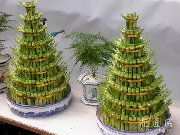 室內綠植養啥好?常見室內綠植養護知識 室內綠植養啥好?常見室內綠植養護知識