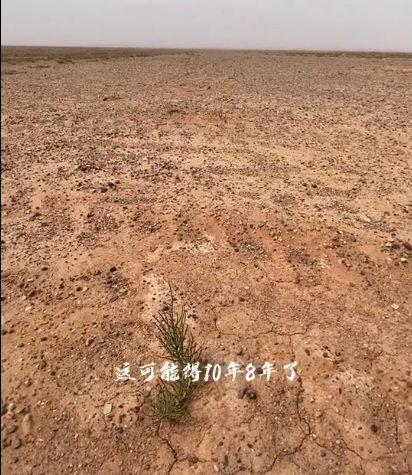 馬雲承諾每年種1億棵樹，五年過去了，這些樹都怎麼樣了？