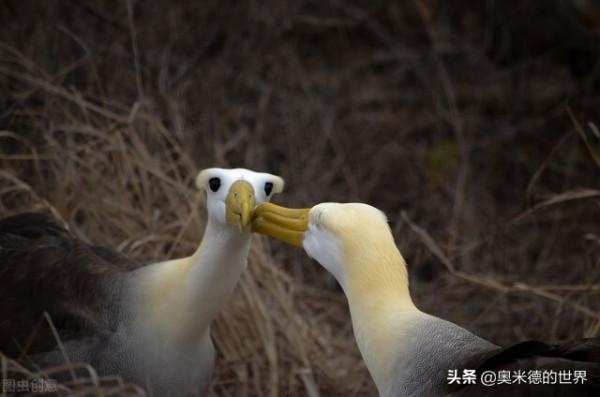 世界上速度最快的15種動物，獵豹是冠軍嗎？