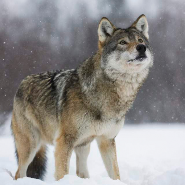 長白山狼為何多次“親近”滿族女知青？據說她姓的是鈕鈷祿氏的狼