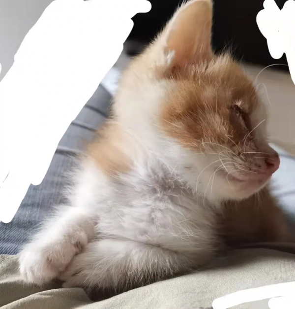 找領養&;新成員 | 你好呀,鏟屎官 找領養&;新成員 | 你好呀,鏟屎官