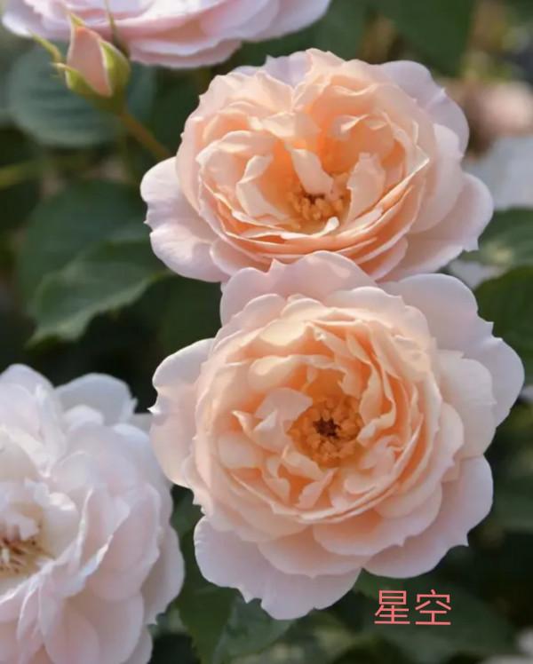 木村卓功及木村系列月季品種（4）