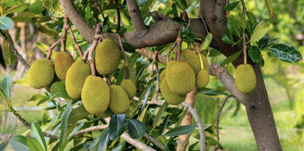 東非明珠烏干達你瞭解多少？