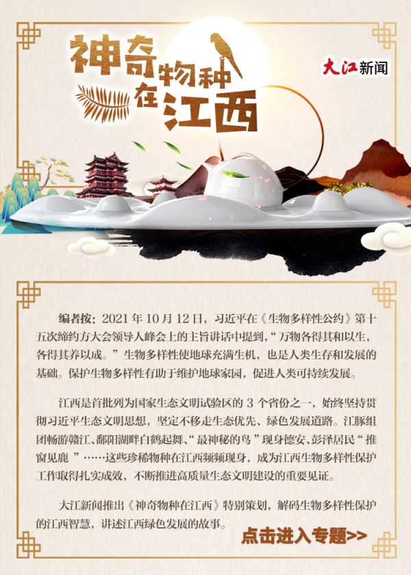 神奇物種在江西丨全球96%以上白鶴在鄱陽湖越冬