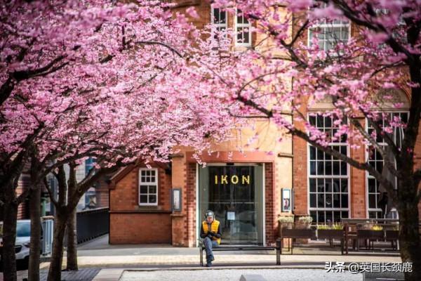 櫻花樹下的英國，你想念嗎？