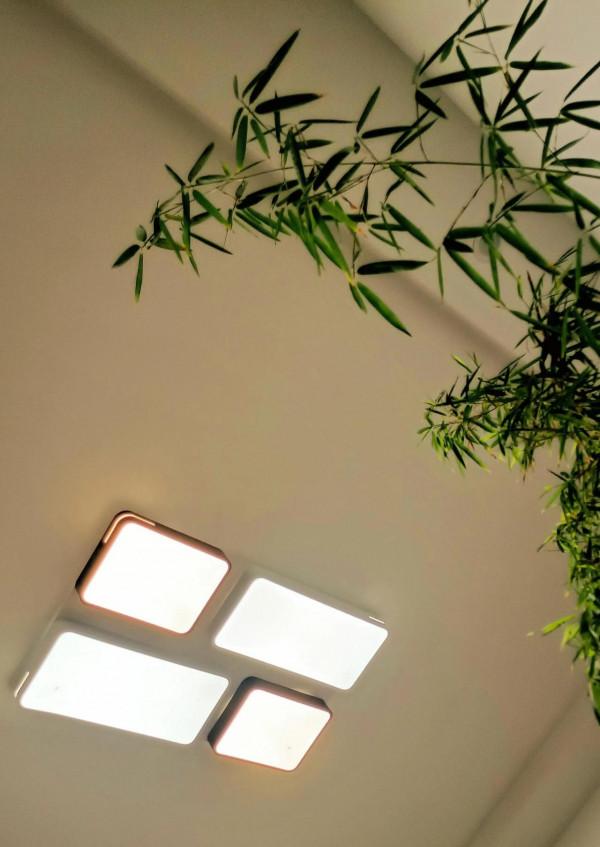 家中的四季常青竹